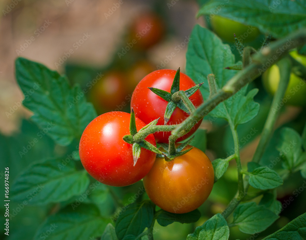 bunch of ripe tomatoes red surrounded by green leaves