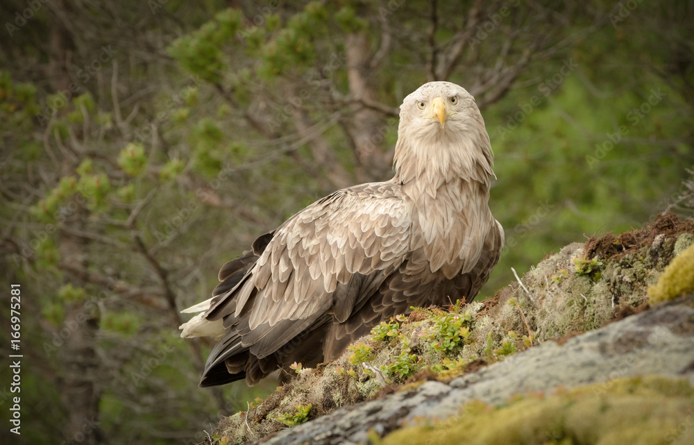 Fototapeta premium Male White Tailed Eagle