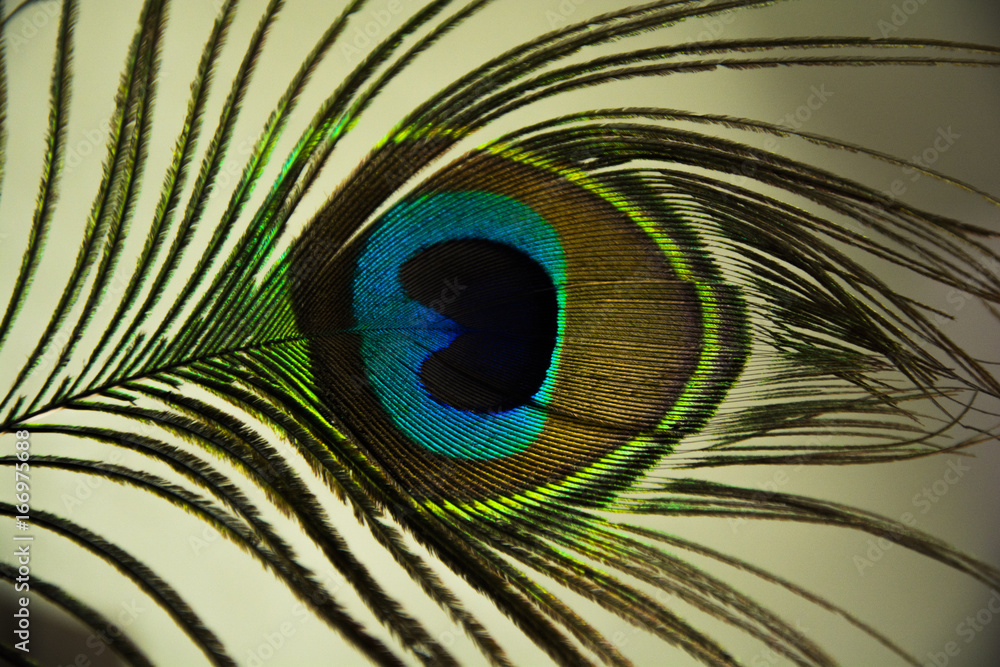 Obraz premium Peacock Feather