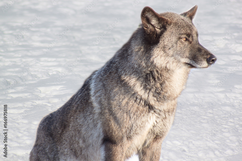 Fototapeta premium Young gray canadian wolf on white snow.