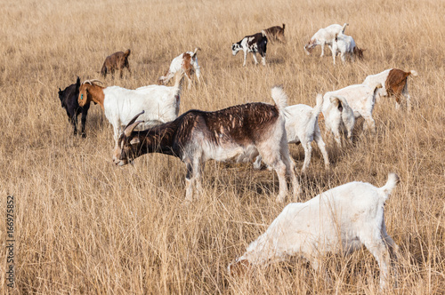 Goats Animal Herd