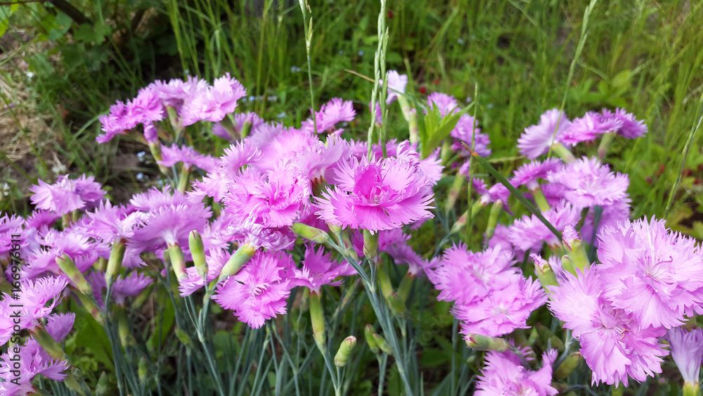 Dianthus blooms in the garden Dianthus blooms in the garden