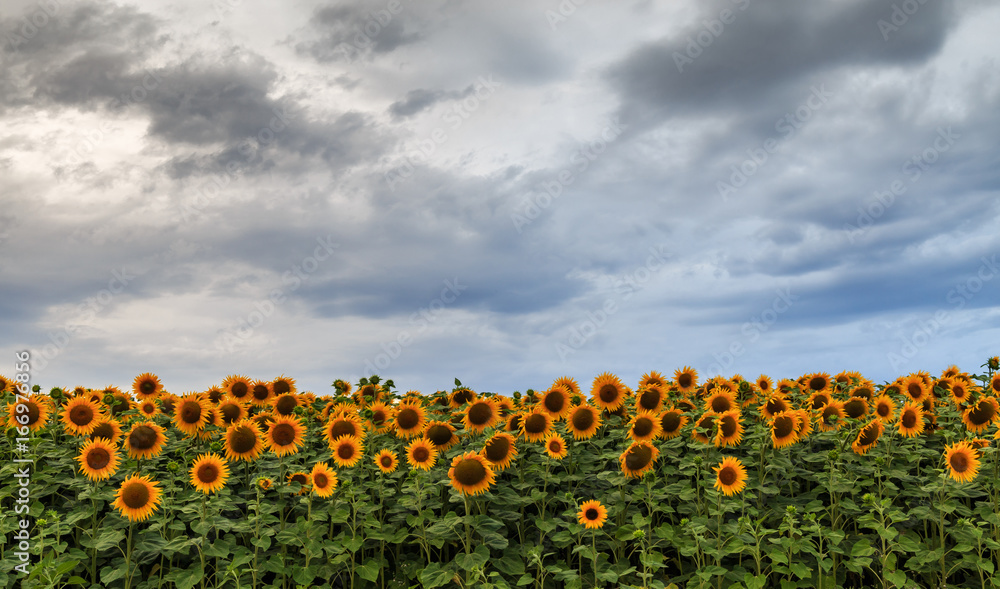 Obraz premium Sunflowers field 9
