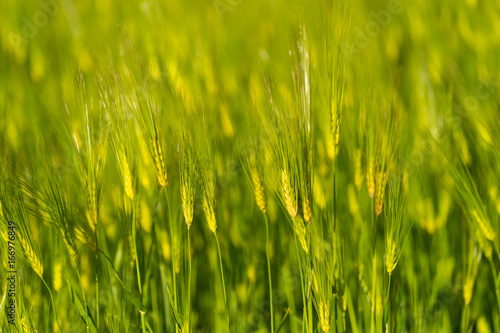 Barley grain is used for flour,bread, beer, some whiskeys, some vodkas, and animal fodder