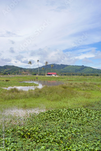 View of green paddy field with mount at background.