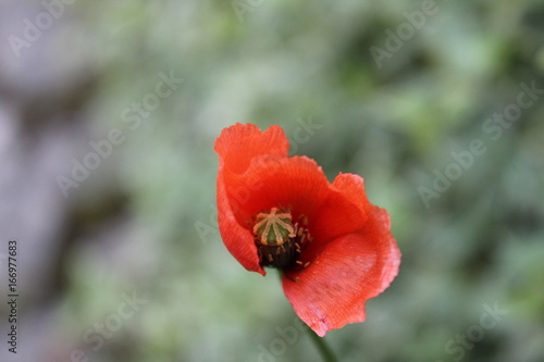 Poppy