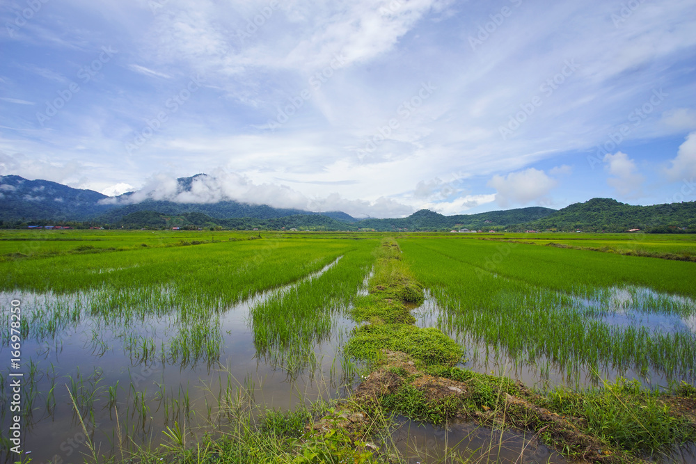 Obraz premium View of green paddy field with mount at background.
