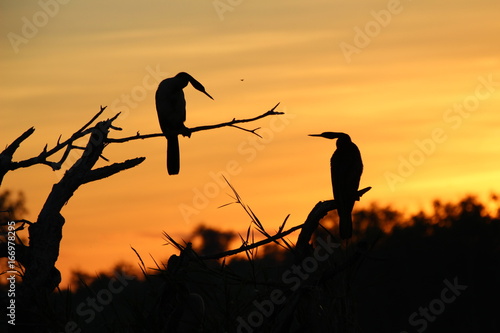 Birds sunrise