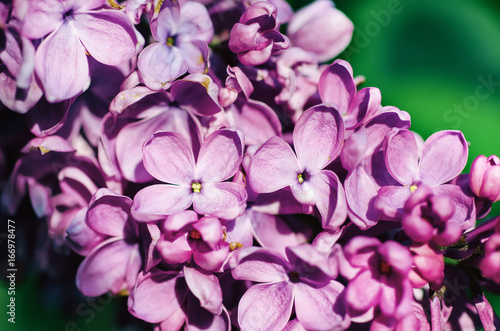 Macro image of spring soft violet lilac flowers, natural seasonal floral background.