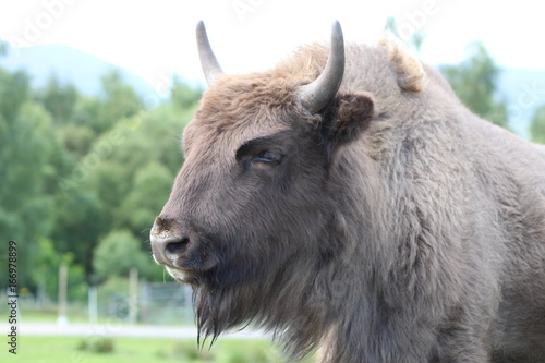 Buffalo