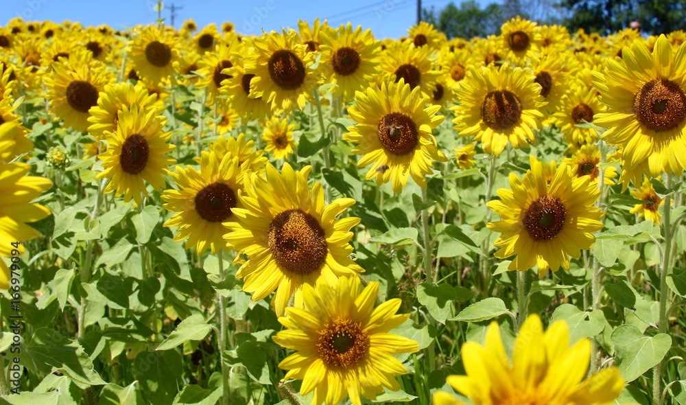 Fototapeta premium The sunflowers on the field on a close up view.