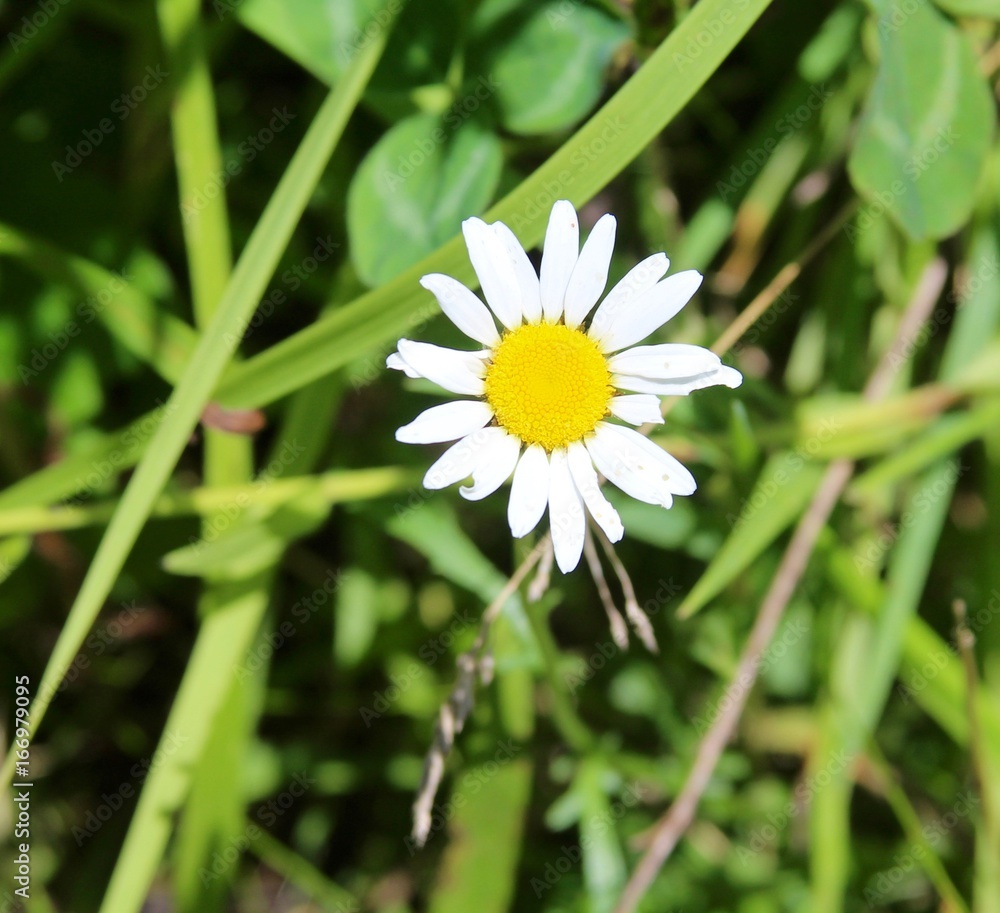 The small daisy on a close up view. The small daisy on a close up view.