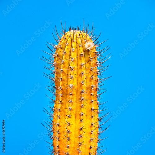 Fotografie Cactus