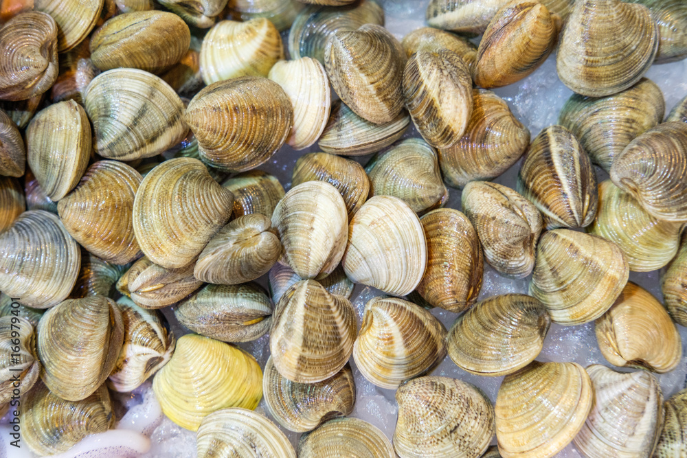 Mollusks Mollusks