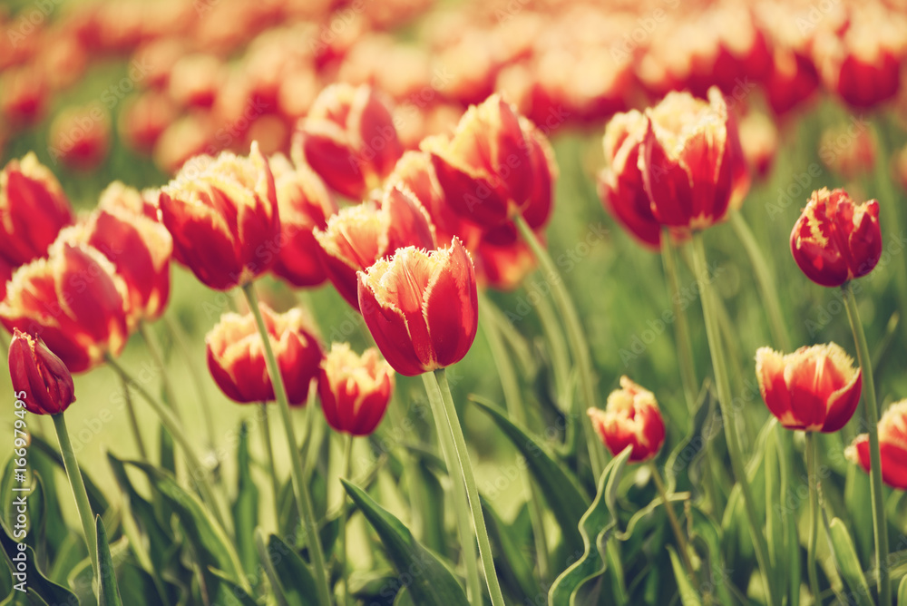 Spring sunny meadow with orange red tulip flowers, floral natural seasonal easter background with copy space Spring sunny meadow with orange red tulip flowers, floral natural seasonal easter background with copy space