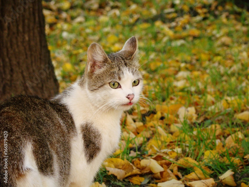 Cat in an autumn landscape