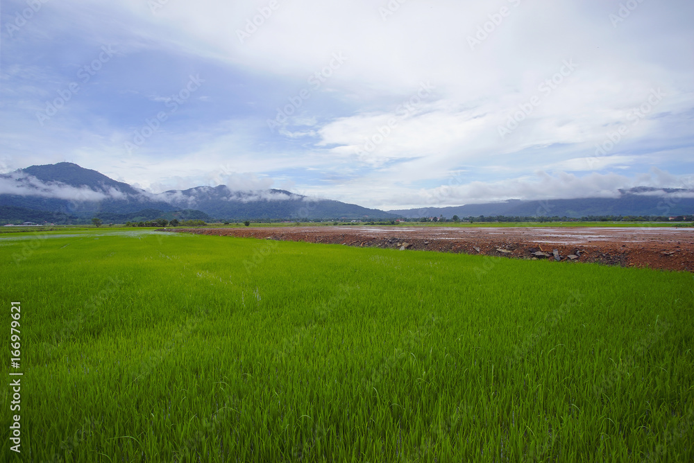 View of green paddy field with mount at background. View of green paddy field with mount at background.