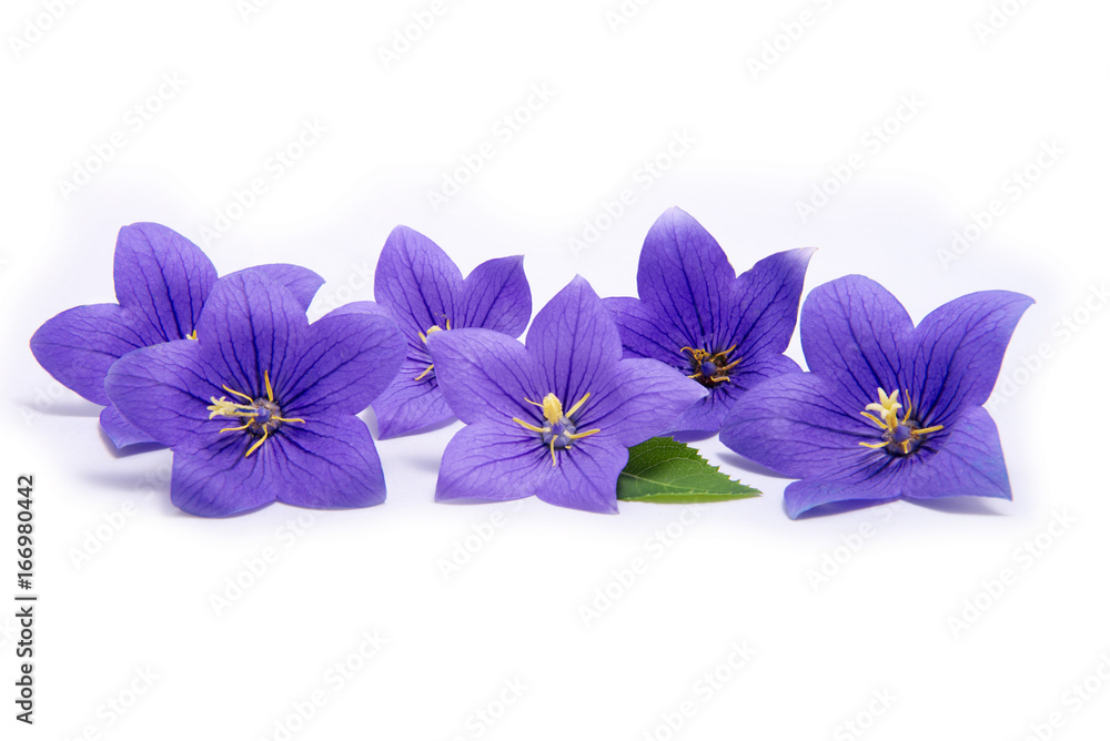 Isolated bluebell flowers Isolated bluebell flowers