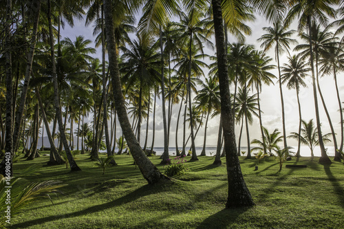 Coconut palm beach an sunset, Chuuk Lagoon, Micronesia