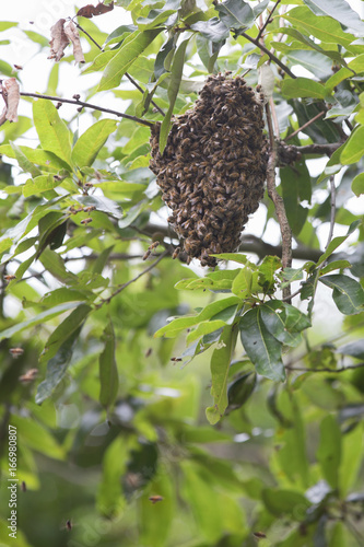 Swarm of bees in tree