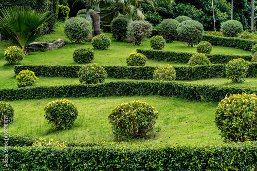 Trimmed bush plants