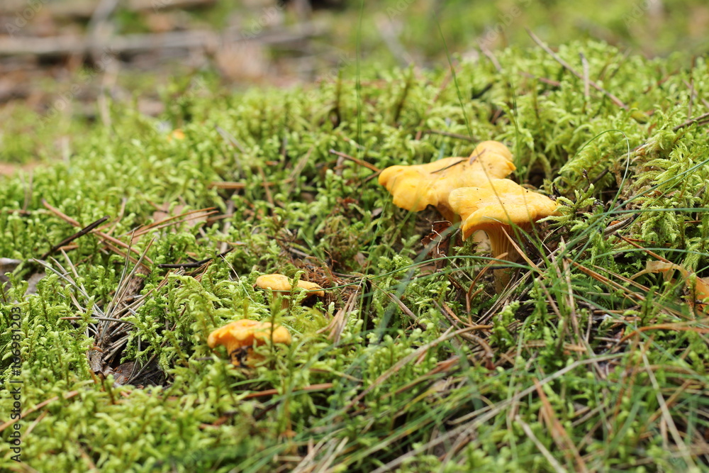 Group of edible chanterelle mushrooms growing among moss in the forest. Group of edible chanterelle mushrooms growing among moss in the forest.
