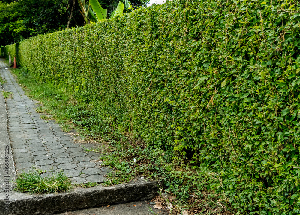 Obraz premium Green hedge fence