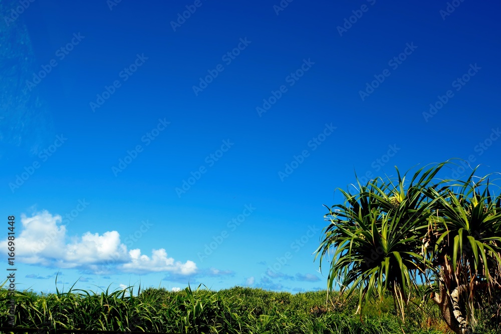 夏空 夏空