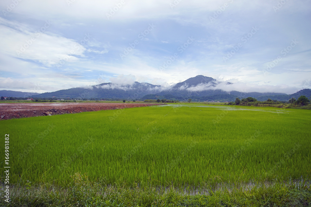 Fototapeta premium View of green paddy field with mount at background.