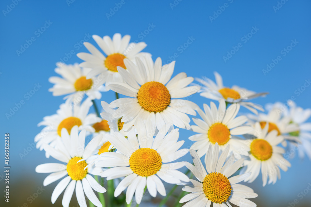 Fototapeta premium Chamomile against the sky.