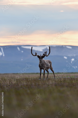 Reindeer with mountains in the background in Northern Norway