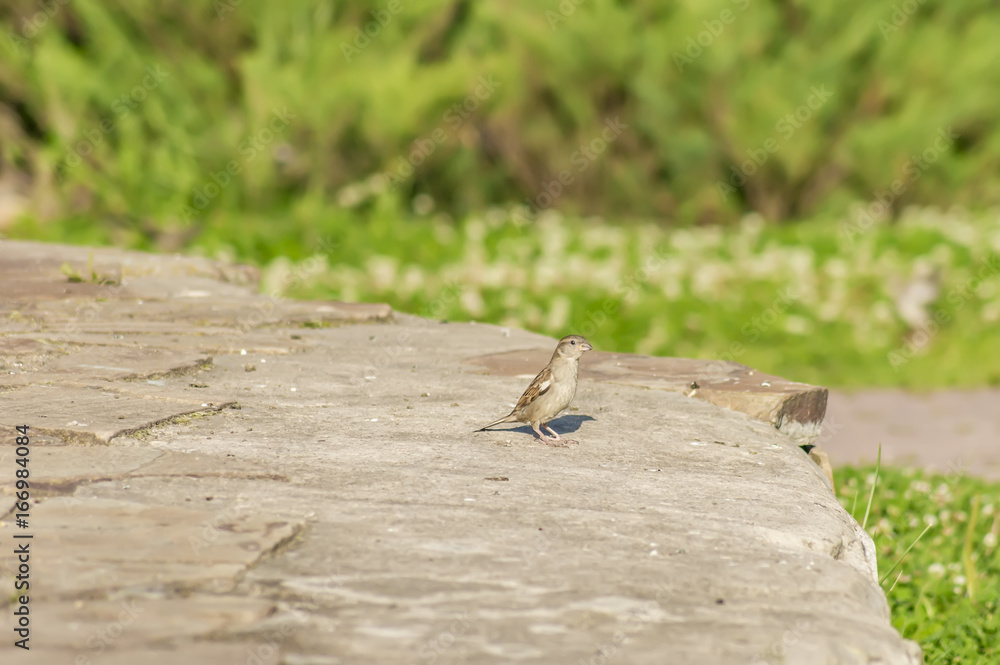 sparrow sitting on big grey stone on green background sparrow sitting on big grey stone on green background