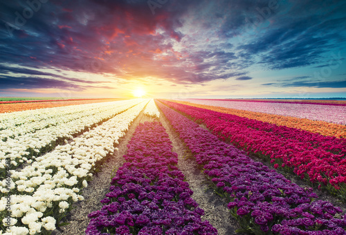 traditional Netherlands Holland dutch scenery with one typical windmill and tulips, Netherlands countryside photo