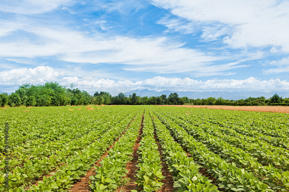 Agricultural landscape. Field of soy.