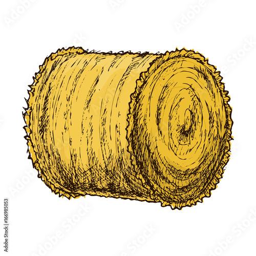 Roll of hay, colorful sketch illustration. Vector