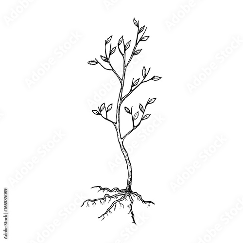 Seedling tree with roots, sketch illustration. Vector