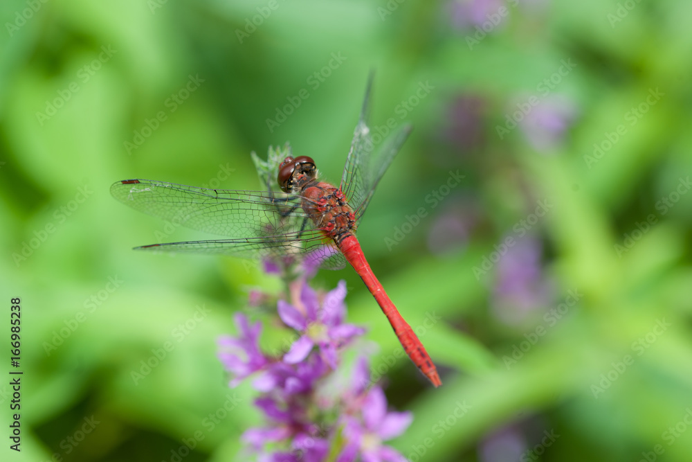 Rote Heidelibelle Rote Heidelibelle