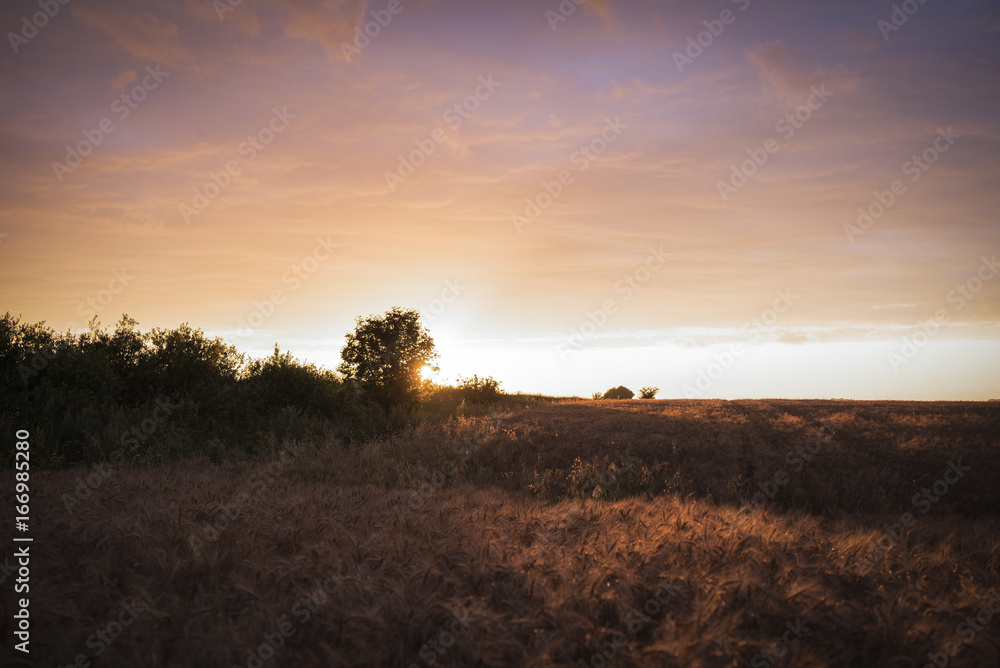 Obraz premium Field with wheat at sunset