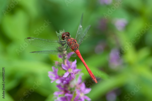Rote Heidelibelle © saumhuhn