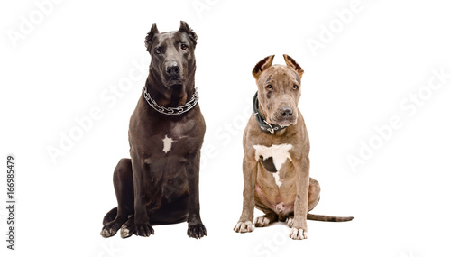 Adult and young pitbulls sitting together, isolated on white background 