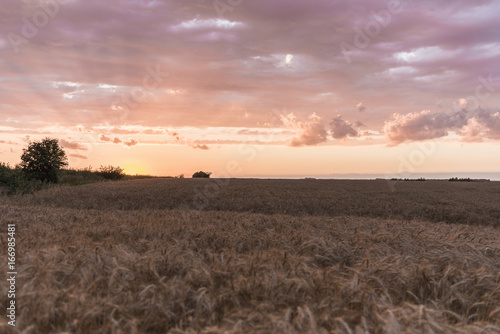 Sunset on the wheat field