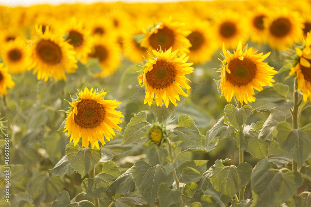 Fototapeta premium Romantic sunflowers in a field at sunset