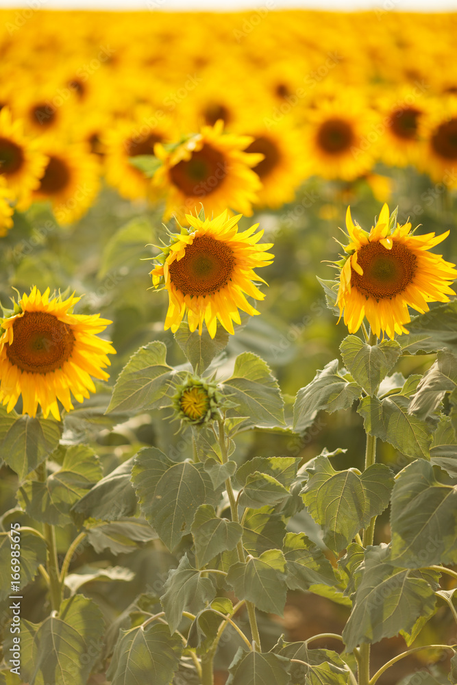 Obraz premium Romantic sunflowers in a field at sunset