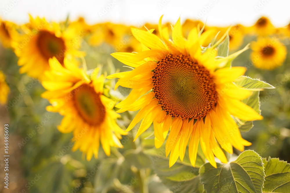 Romantic sunflowers in a field at sunset