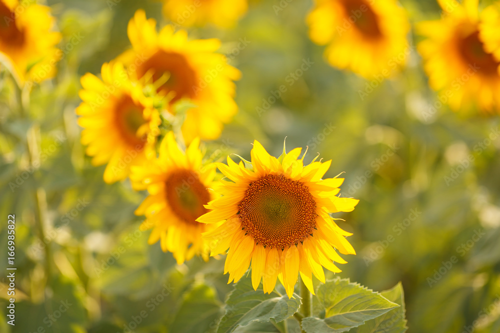 Romantic sunflowers in a field at sunset Romantic sunflowers in a field at sunset