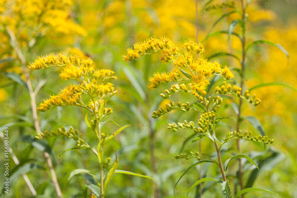 Obraz premium Goldrute