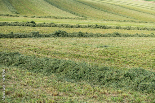 Frisch gemähte Wiese