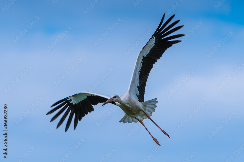 Obraz premium Storch im Flug