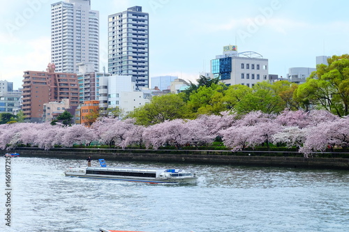 毛馬桜之宮公園のさくら並木
