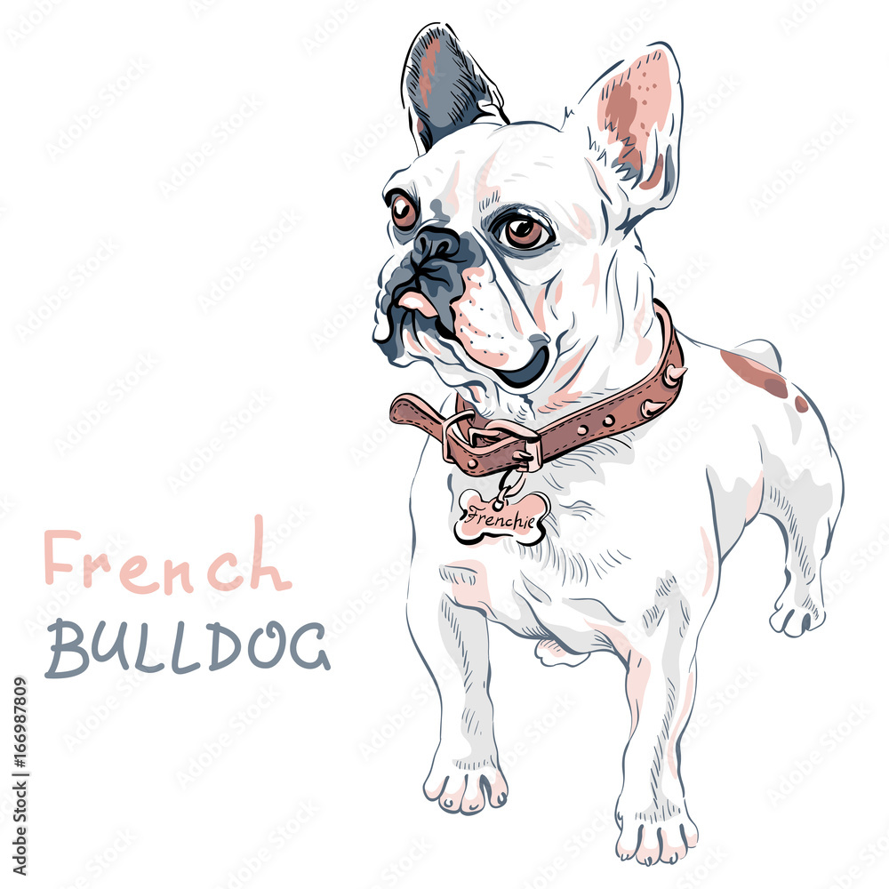 Domestic dog white French Bulldog breed standing, on the white background. Collar and tag with the inscription Frenchie